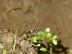Allograpta hortensis