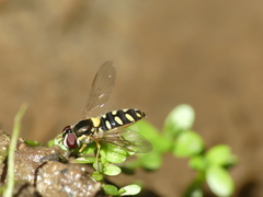 Allograpta hortensis