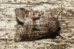Oligia minuscula