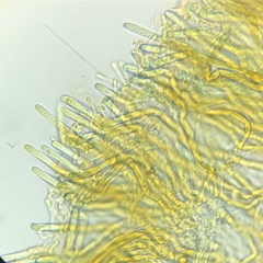 Daleomyces phillipsii