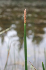 Eleocharis equisetoides