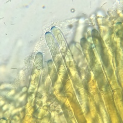 Daleomyces phillipsii