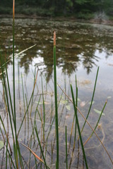 Eleocharis equisetoides