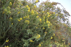 Euryops tysonii