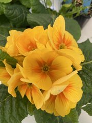 Primula × pubescens