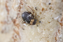 Ptinus bidens