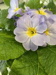 Primula × pubescens
