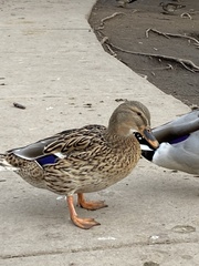 Anas platyrhynchos