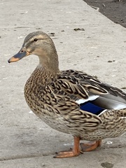 Anas platyrhynchos