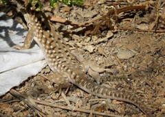 Acanthodactylus beershebensis