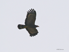 Polyboroides typus pectoralis