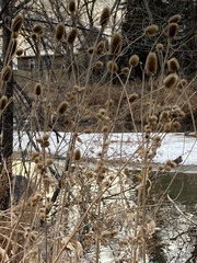 Dipsacus fullonum