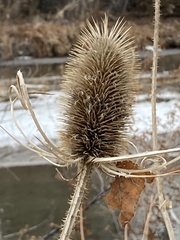 Dipsacus fullonum