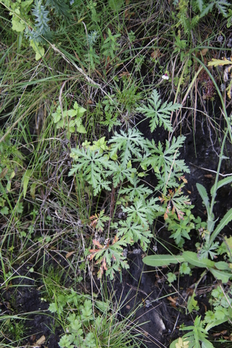 Image of Geranium drakensbergense by (c) Tony Rebelo, some rights reserved (CC BY-SA)
