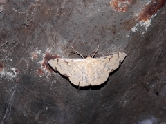 Semaeopus marginata