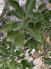 Magnoliopsida