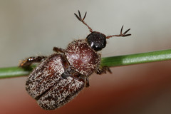 Hoplia mucorea
