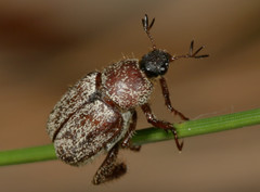 Hoplia mucorea