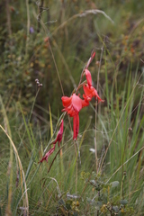 Gladiolus saundersii