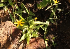 Hypoxis parvula parvula