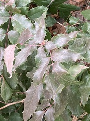 Berberis aquifolium