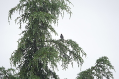 Turdus merula