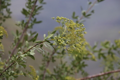 Polemannia simplicior