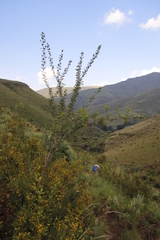 Polemannia simplicior