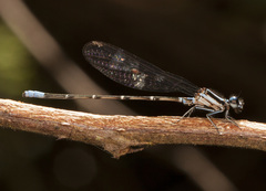 Argia pulla