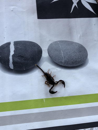 Photo of European Yellow-tailed Scorpion (Tetratrichobothrius flavicaudis)