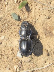 Pasimachus elongatus
