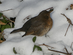 Turdus merula