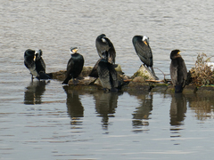 Phalacrocorax carbo