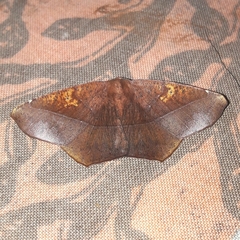 Microgonia perfulvata