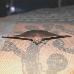 Microgonia perfulvata