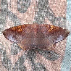 Microgonia perfulvata