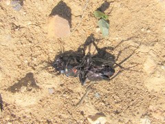 Pasimachus elongatus