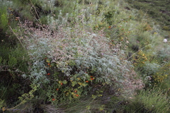 Geranium robustum