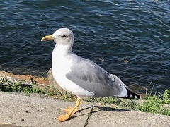 Larus michahellis