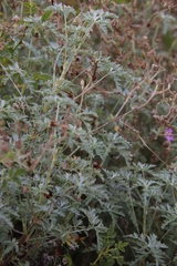 Geranium robustum