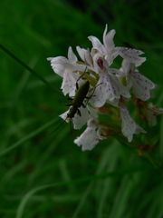 Chrysanthia geniculata