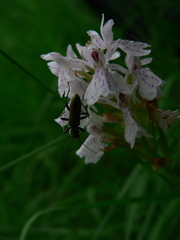 Chrysanthia geniculata