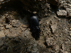 Pterostichus nigrita