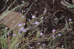 Chaenostoma patrioticum