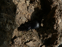 Pterostichus nigrita