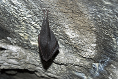 Rhinolophus hipposideros