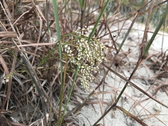 Polygonella articulata