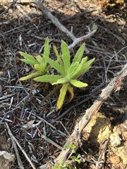 Pseudognaphalium californicum