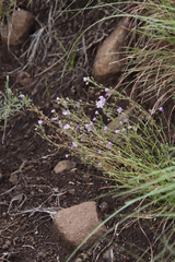 Chaenostoma patrioticum