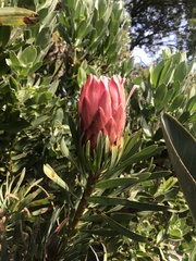 Protea aristata × repens